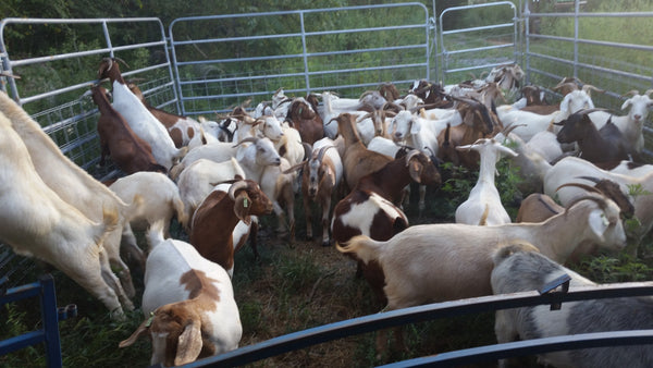 Goat Herd Management